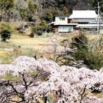 静かな山里を彩るしだれ桜＝上郡町小野豆