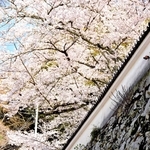 満開の桜に彩られた龍野城跡＝たつの市龍野町上霞城