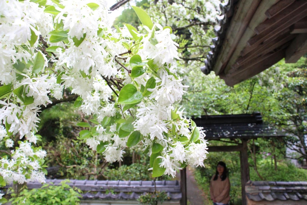 こんもり雪のよう ナンジャモンジャの花満開 福崎・応聖寺、5月上旬まで見頃 [582792952]