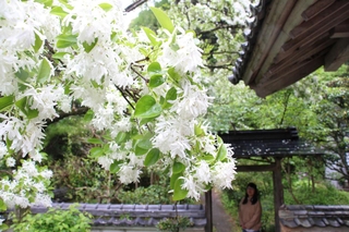 一面に白い花を付けたナンジャモンジャの木＝福崎町高岡、応聖寺