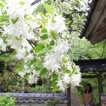 一面に白い花を付けたナンジャモンジャの木＝福崎町高岡、応聖寺