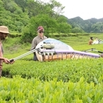 野村俊介さん（右端）とともに茶の収穫作業に汗を流す外国人たち＝神河町吉冨