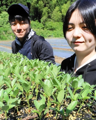 「モロ平野」に定植するため、育てられた苗＝上郡町金出地