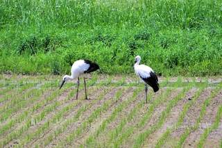 人工巣塔を巣立ったコウノトリのひな＝１２日正午前、上郡町神明寺（平山博一さん提供）