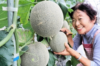 収穫される矢野メロン。ジューシーな食感と甘みを誇る＝相生市矢野町上土井
