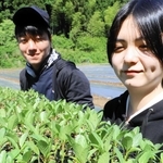 「モロ平野」に定植するため、育てられた苗＝上郡町金出地
