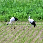 播磨の田園風景へいざなう 画家・森崎伯霊の没後30年展 赤穂・桃井