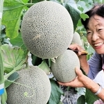 収穫される矢野メロン。ジューシーな食感と甘みを誇る＝相生市矢野町上土井