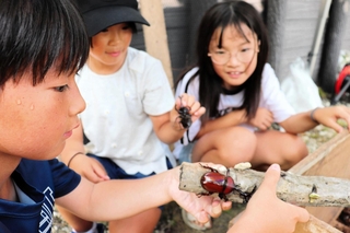 カブトムシと触れ合う子どもたち＝赤穂市有年横尾