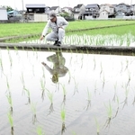 カキ殻などを使った有機堆肥で育つ稲（手前）。化学肥料を使用するほ場（右奥）と比べ、色合いなどに若干の差があった＝たつの市揖保川町