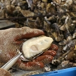 相生湾で育ち、水揚げされたカキ。身が大きく、濃厚なうまみが人気を集める＝２０２０年１１月、相生市相生