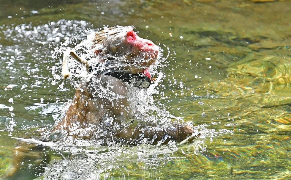 厳しい残暑、サルも渓流で水遊び 佐用のモンキーパーク 来園者に「サル