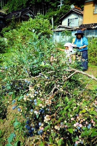 ブルーベリーの収穫を楽しむ子どもたち＝宍粟市波賀町安賀