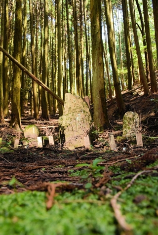 背の高い杉木立の中にたたずむ三基墓。周囲は昼間でも薄暗い＝たつの市新宮町