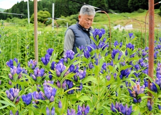 西播磨地域で出荷が最盛期を迎えたリンドウ＝宍粟市千種町西河内