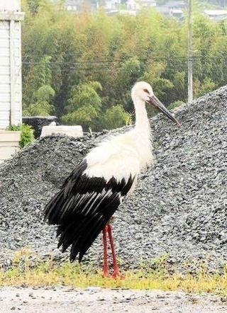 羽を休めるコウノトリ。朱色の脚に足環が装着されている＝宍粟市一宮町安積（上長淳哉さん提供）