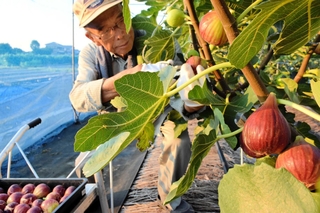 ずっしりと実ったイチジク＝太子町福地