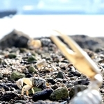白い大きなはさみを振り上げるハクセンシオマネキ＝相生湾