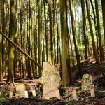 背の高い杉木立の中にたたずむ三基墓。周囲は昼間でも薄暗い＝たつの市新宮町