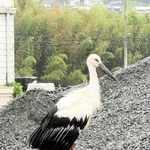 羽を休めるコウノトリ。朱色の脚に足環が装着されている＝宍粟市一宮町安積（上長淳哉さん提供）
