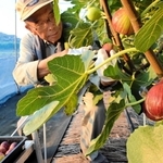 ずっしりと実ったイチジク＝太子町福地