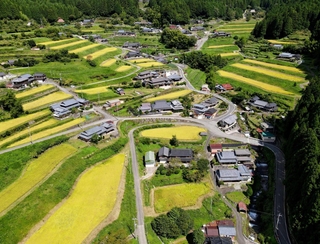 黄金色に輝く棚田＝神河町越知（ドローンで撮影）