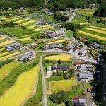 黄金色に輝く棚田＝神河町越知（ドローンで撮影）