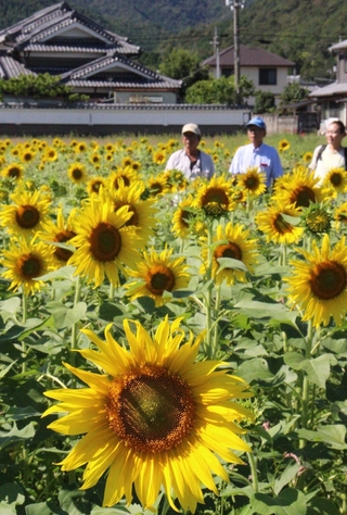陽光を浴びて輝くヒマワリの花＝市川町奥