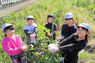綿を収穫した赤穂西小の３年生たち＝赤穂市福浦