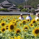 陽光を浴びて輝くヒマワリの花＝市川町奥