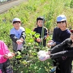綿を収穫した赤穂西小の３年生たち＝赤穂市福浦