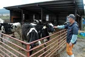 約４０頭を飼育する宇山さん。経営は厳しさを増し、島内の酪農家は急激に減りつつある＝南あわじ市中条広田