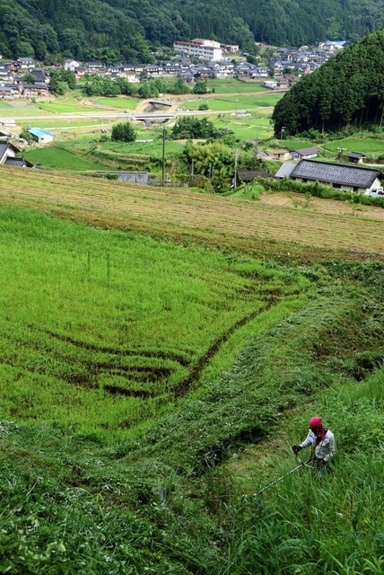 神戸新聞next 兵庫のニュース 中山間地の農業 活性化を 国家戦略特区も企業参入に陰り