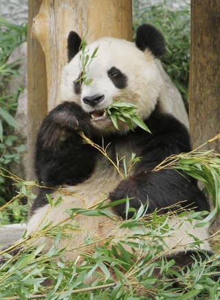 パンダ舎で独りぼっちの日々を過ごす旦旦（タンタン）＝２０１１年１０月、神戸市立王子動物園（撮影・吉田敦史）