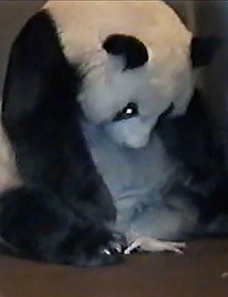 出産後のタンタン。足元に赤ちゃんがいる（王子動物園提供）
