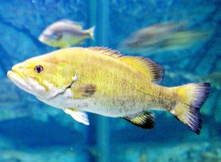 兵庫県内でも確認されたコクチバス。急流にも適応しやすい種で、このまま生息域が拡大すれば、新たな被害が発生する可能性がある（中井克樹さん提供）