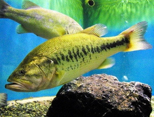 オオクチバス。日本全国で確認されている「ブラックバス」の一種（中井克樹さん提供）