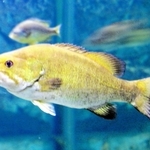 兵庫県内でも確認されたコクチバス。急流にも適応しやすい種で、このまま生息域が拡大すれば、新たな被害が発生する可能性がある（中井克樹さん提供）