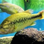 オオクチバス。日本全国で確認されている「ブラックバス」の一種（中井克樹さん提供）