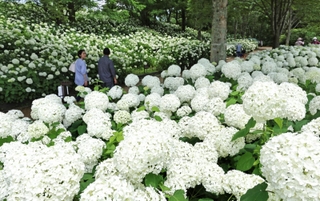散策路沿いを白く染めるように咲き誇るアナベル＝神戸市北区山田町上谷上、市立森林植物園