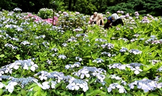 淡い紫色のガクアジサイなど、多彩な形や色のアジサイがそろう園内の「西洋あじさい園」＝神戸市北区山田町上谷上、市立森林植物園