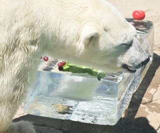 顔を近づけて氷柱と戯れるホッキョクグマのみゆき＝１６日午後、神戸市灘区王子町３