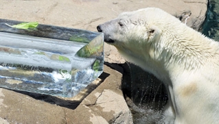 プレゼントされた氷で涼むホッキョクグマのみゆき＝１６日午後、神戸市灘区王子町３、市立王子動物園（撮影・中西幸大）