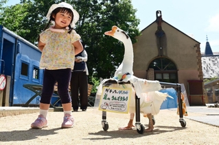 歩行器を使ってふれあい広場を散歩するガチョウのがっちゃん＝神戸市灘区王子町３、王子動物園