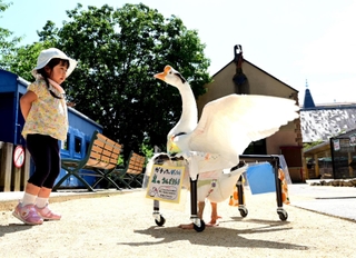 歩行器を使ってふれあい広場を散歩するガチョウのがっちゃん＝神戸市灘区王子町３、王子動物園