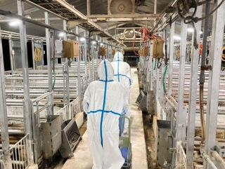 養豚場で始まった殺処分の作業の様子＝２２日夜、南あわじ市（兵庫県提供）