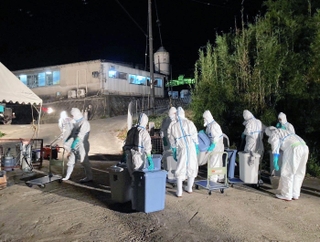 養豚場で始まった殺処分の作業の様子＝２２日夜、南あわじ市（兵庫県提供）