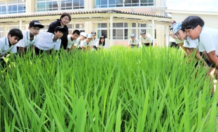 学校の敷地内で育てている稲を観察する児童たち＝井吹東小学校
