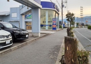 ビッグモーター宝塚インター店と、切られた街路樹＝２７日午後、宝塚市安倉中１