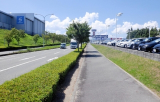 今月２７日時点の街路樹の様子（神戸市提供）
